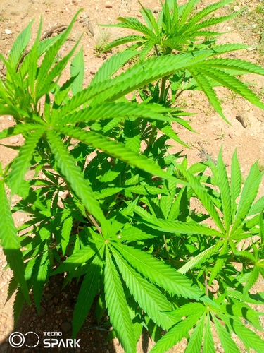 Foto de Maconha