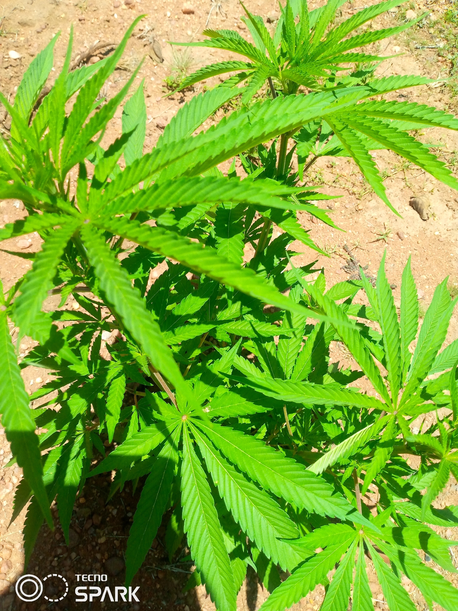 Imagem de Maconha