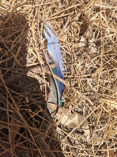 Australian Ringneck (Barnardius zonarius), photo 6