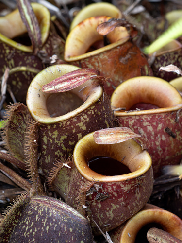 Nepenthes ampullaria