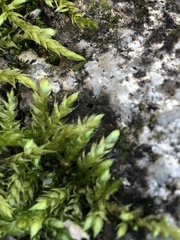 Bryophyta