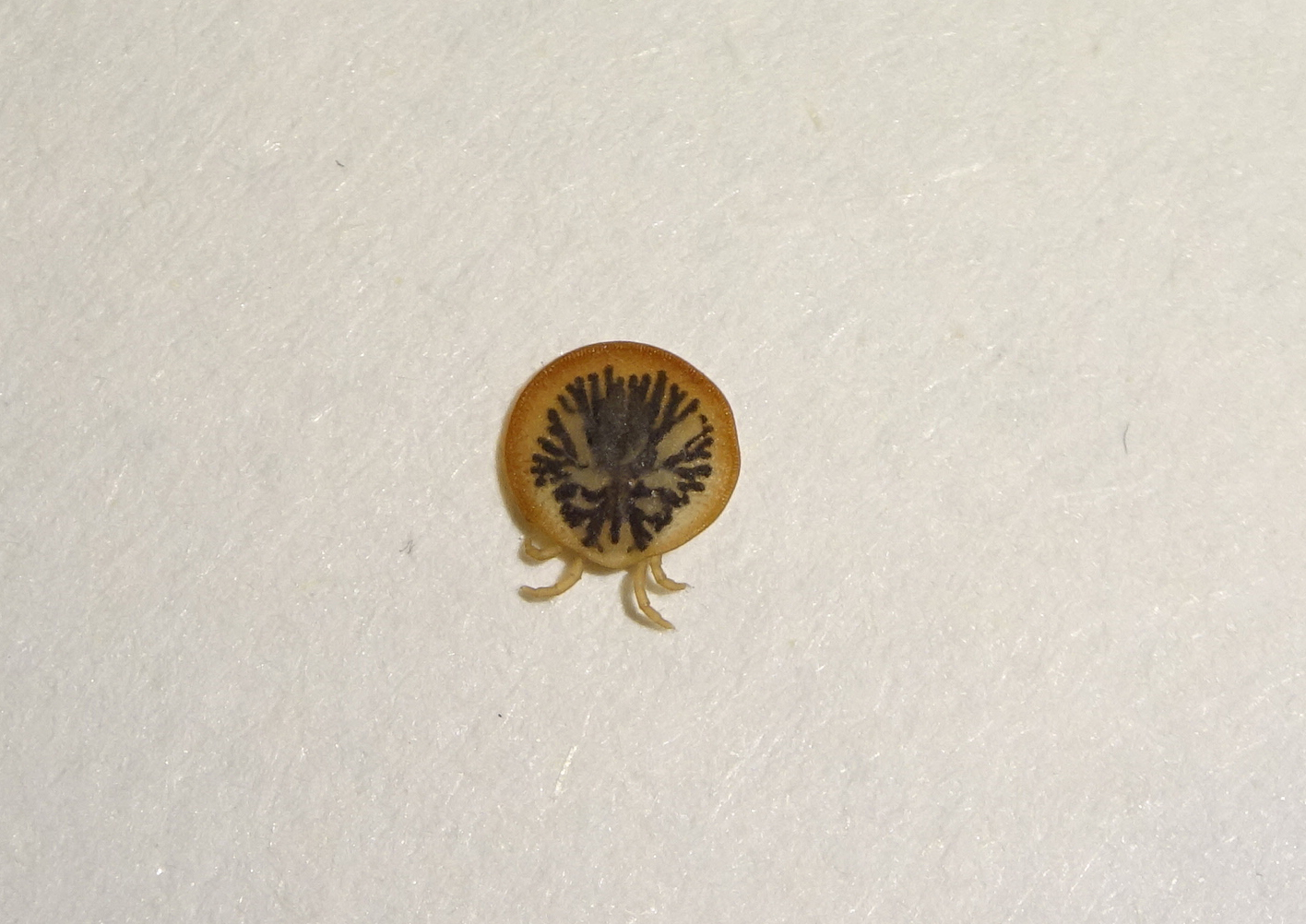Carios vespertilionis Latreille, 1796