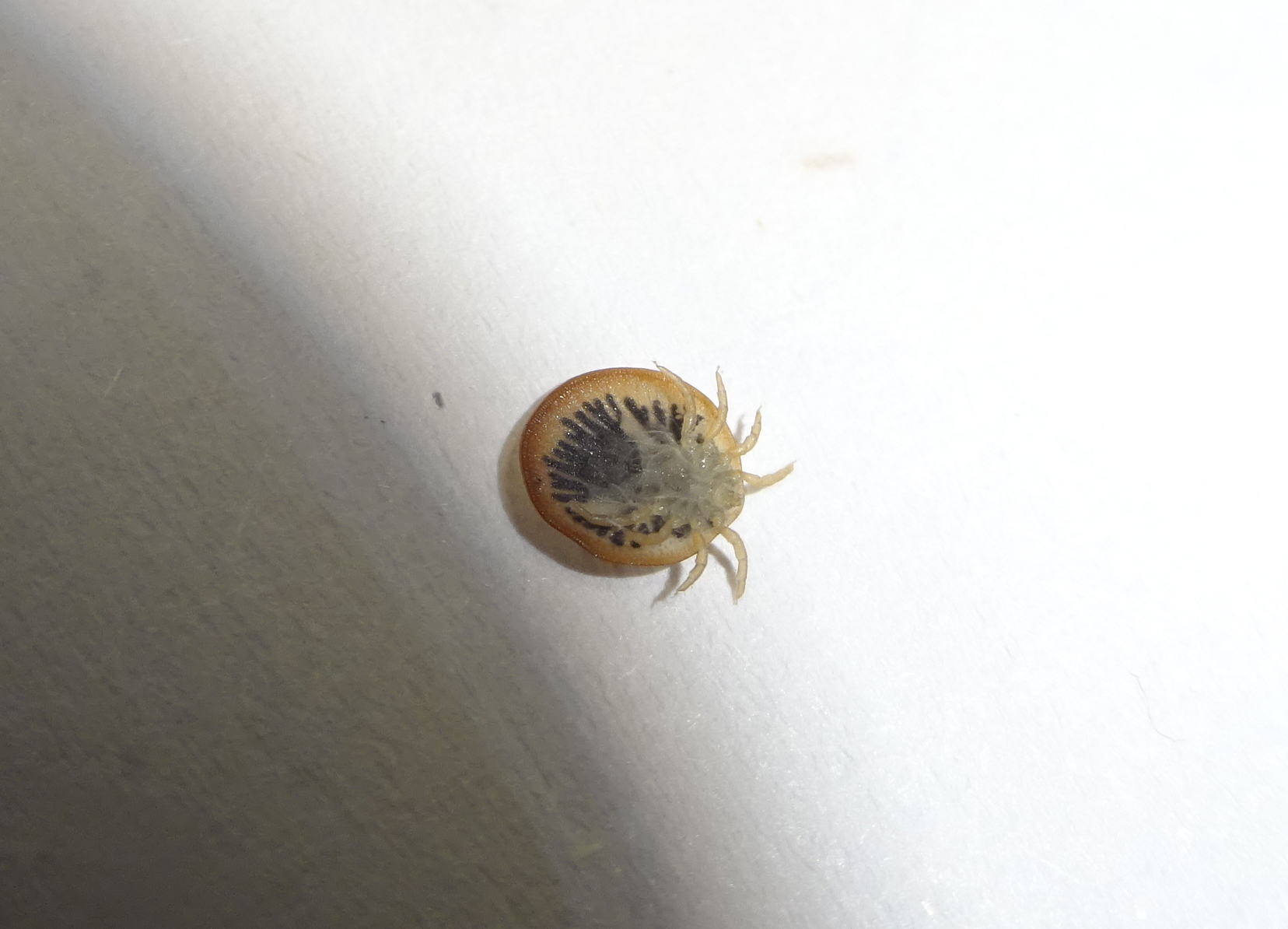 Carios vespertilionis Latreille, 1796