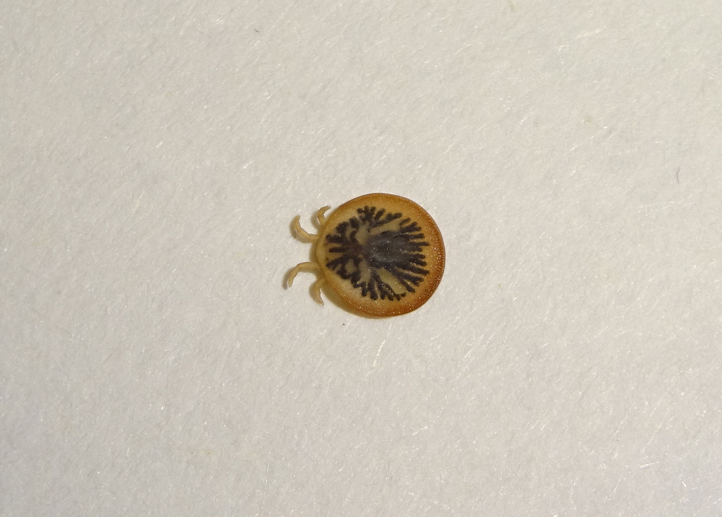 Carios vespertilionis Latreille, 1796