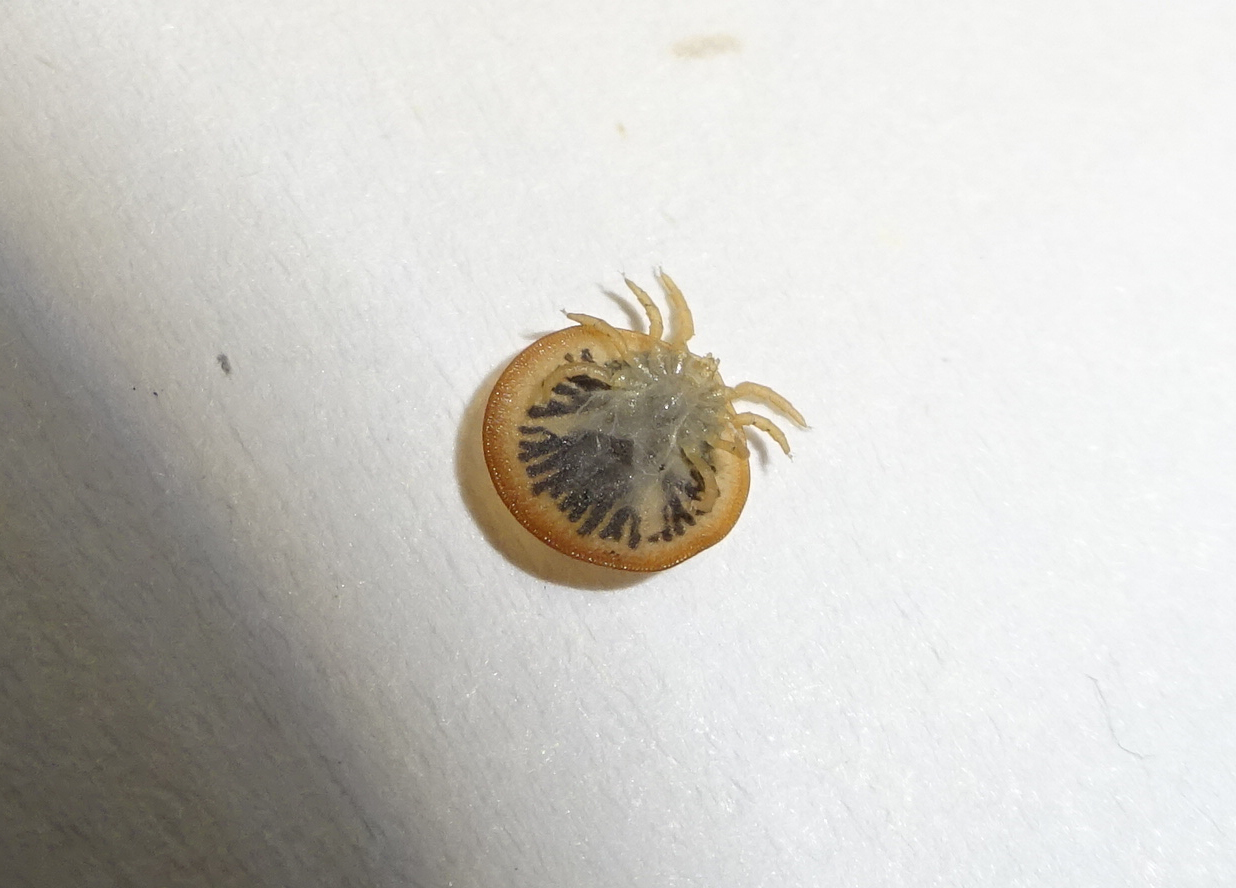 Carios vespertilionis Latreille, 1796