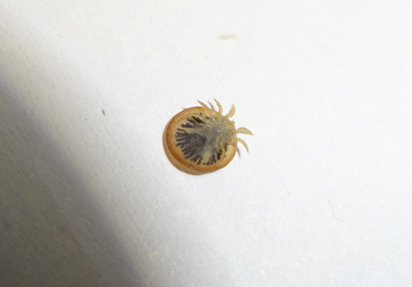Carios vespertilionis Latreille, 1796
