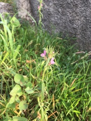 Misopates