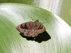 Nisoniades bromias