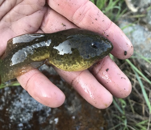 iNaturalist observation photo of American Bullfrog