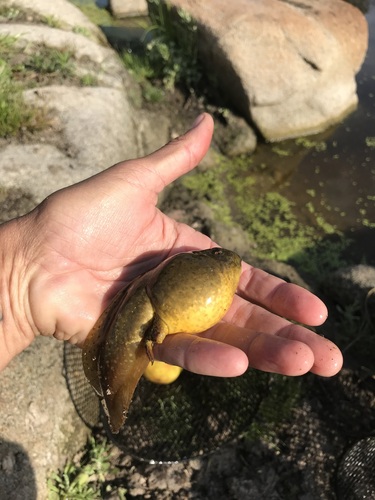 iNaturalist observation photo of American Bullfrog