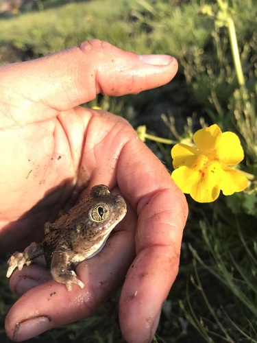 iNaturalist observation photo of Western Spadefoot