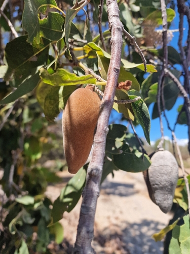 Western Woody Pear (Xylomelum occidentale)
