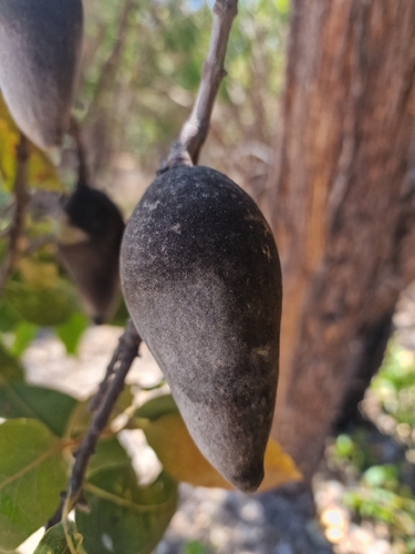Xylomelum occidentale, photograph 2