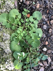 Cardamine hirsuta