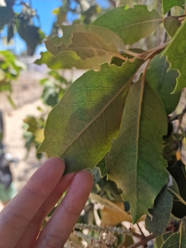 Xylomelum occidentale, photograph 4