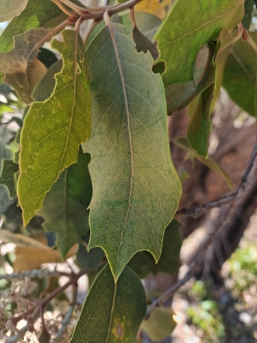 Xylomelum occidentale, photograph 5