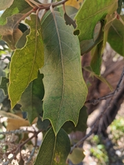 Xylomelum occidentale, photograph author not stated, no rights reserved