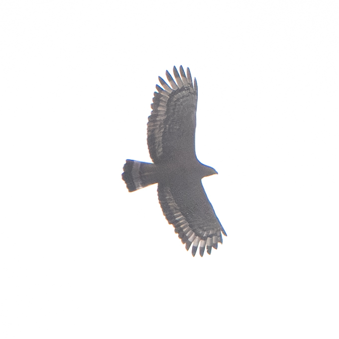 Crested Serpent Eagle (Spilornis cheela), photo 3
