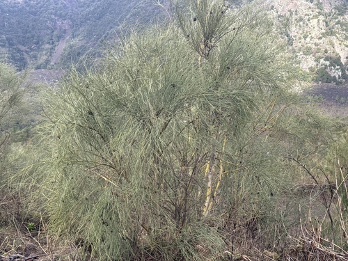 Mount Etna Broom (Genista etnensis)