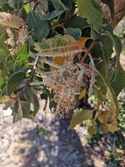 Xylomelum occidentale, photograph author not stated, no rights reserved
