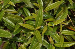 Olearia arborescens × lacunosa