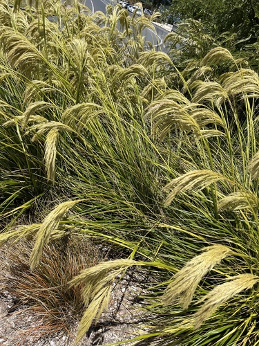 Te Mata Peak Tussock (Chionochloa flavicans)