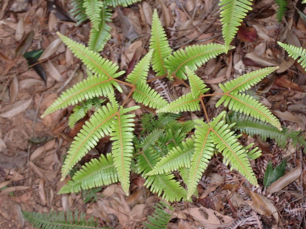 Tế thường – Dicranopteris linearis