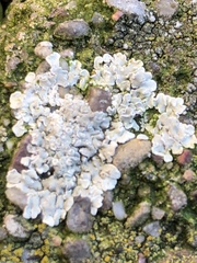 Protoparmeliopsis muralis