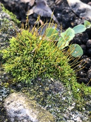 Tortula muralis