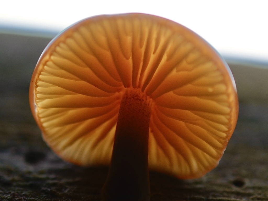 Flammulina velutipes · January 2026 · photo: © cryptomarasmius (iNaturalist, cc-by)