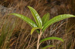 Olearia arborescens × lacunosa