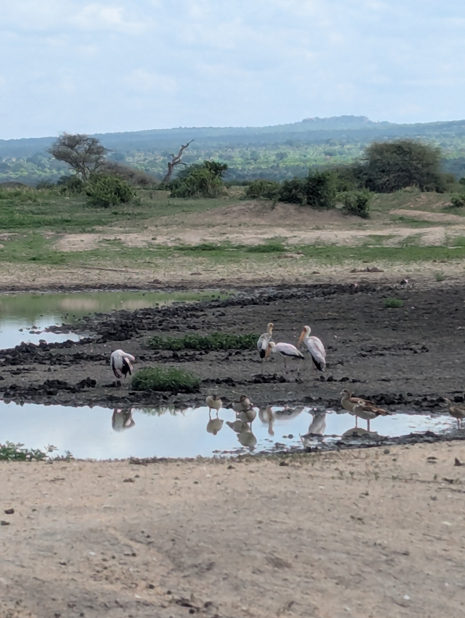 Yellow-billed Stork (Mycteria ibis), photo 3