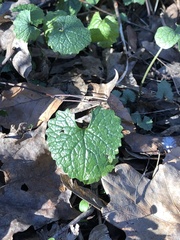 Alliaria petiolata