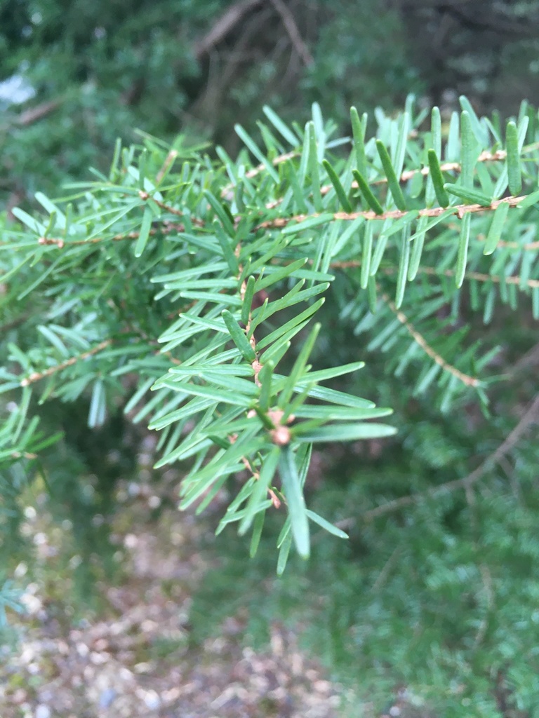 Carolina hemlock (Trees and Shrubs of Virginia) · iNaturalist