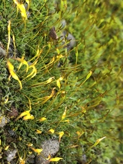 Tortula muralis