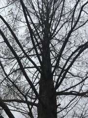 Metasequoia glyptostroboides