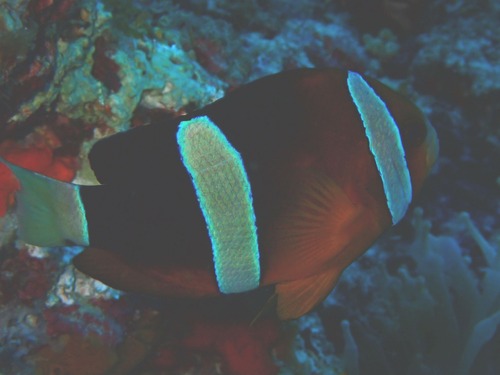 Amphiprion clarkii