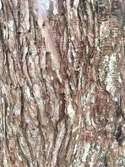 Metasequoia glyptostroboides