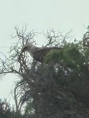 Wahlberg's Eagle (Hieraaetus wahlbergi), photo 5