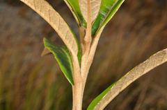 Olearia arborescens × lacunosa