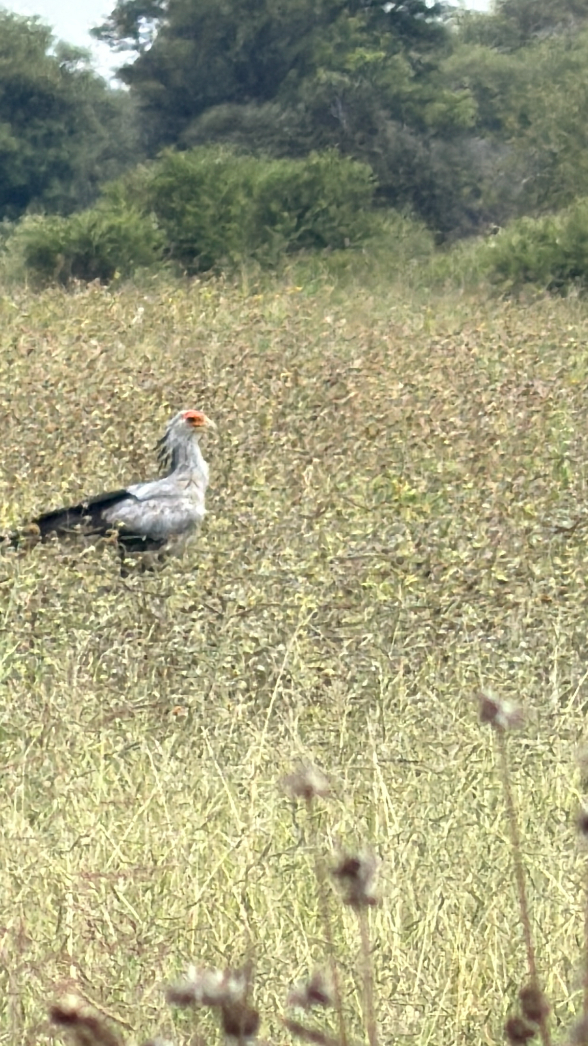 Secretarybird (Sagittarius serpentarius), photo 3