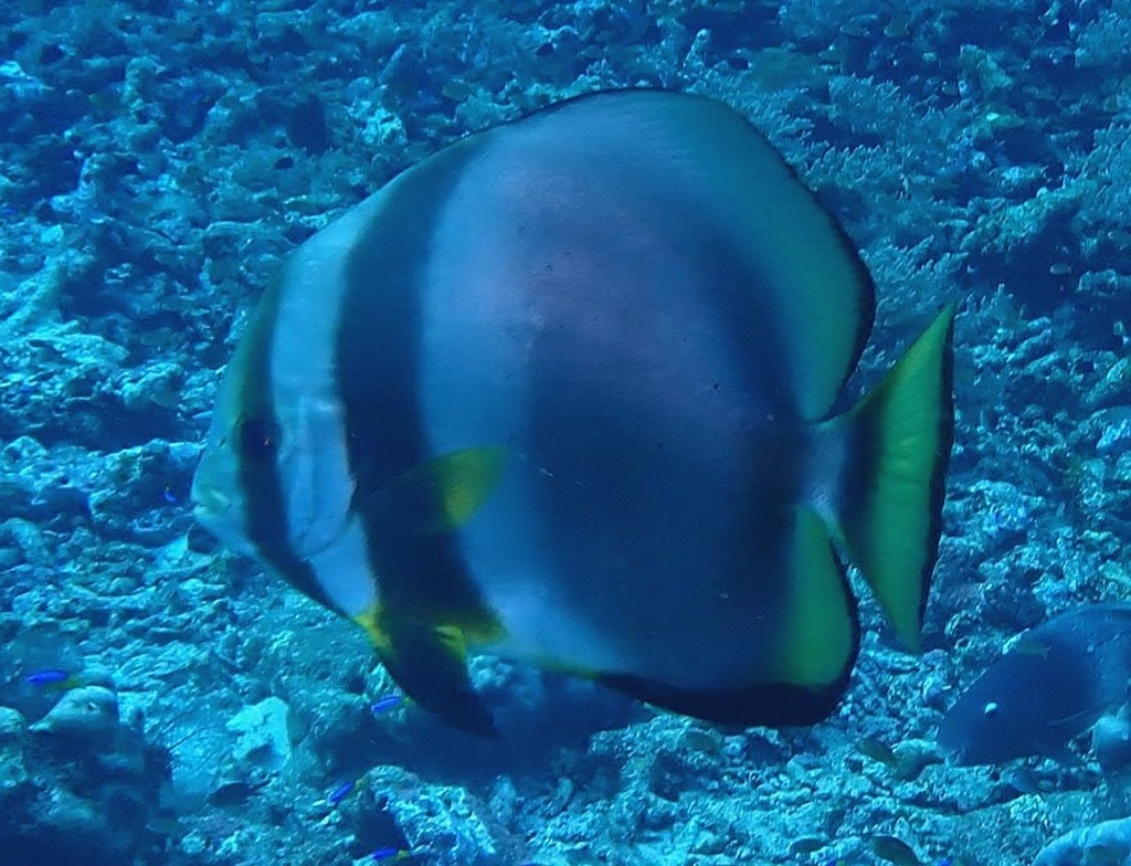 Dusky batfish (Platax pinnatus)
