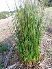 Juncus hesperius