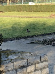 Corvus cornix