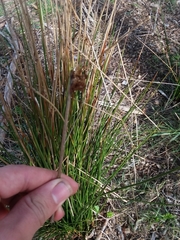 Juncus hesperius