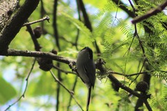 Polioptila dumicola