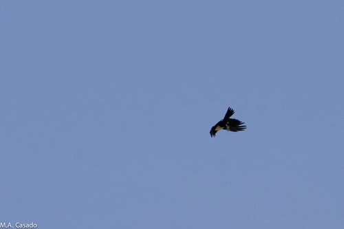 Pied Crow