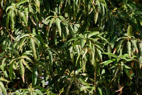 Indian mango