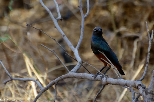 Chestnut-bellied Starling