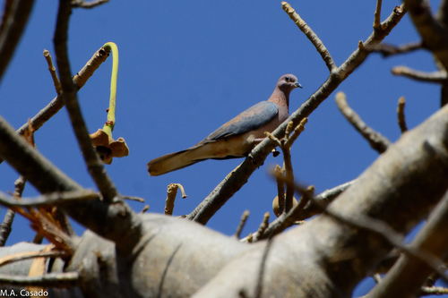 Laughing Dove